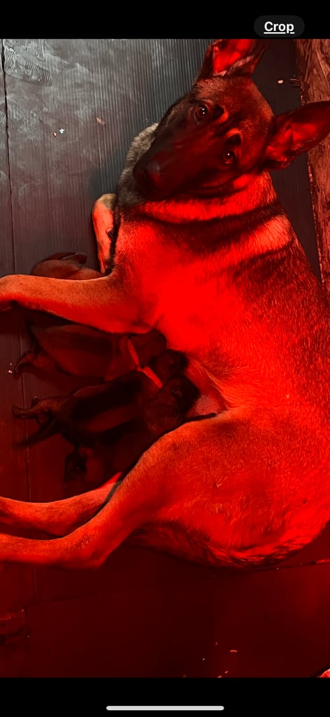 Belgian malinois pups for sale