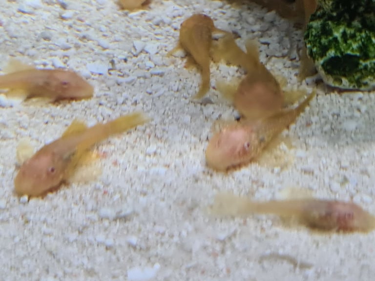Baby gold bristlenose 
