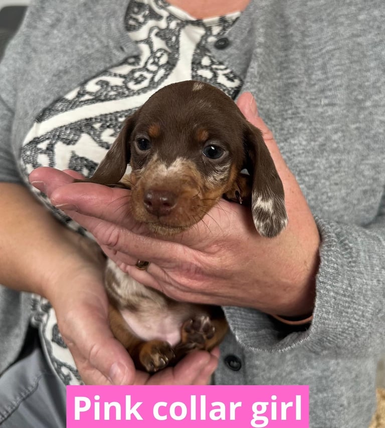 Miniature dachshund puppies *READY TO LEAVE*