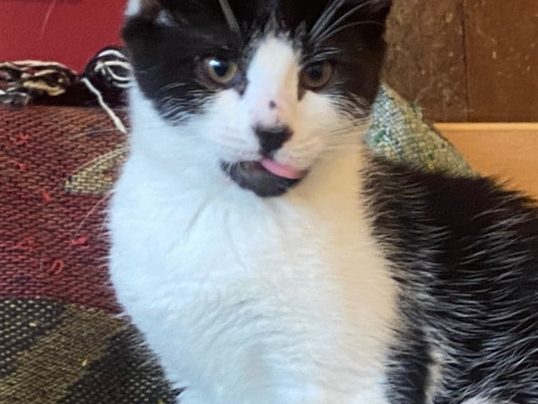 For kittens Ready for rehoming