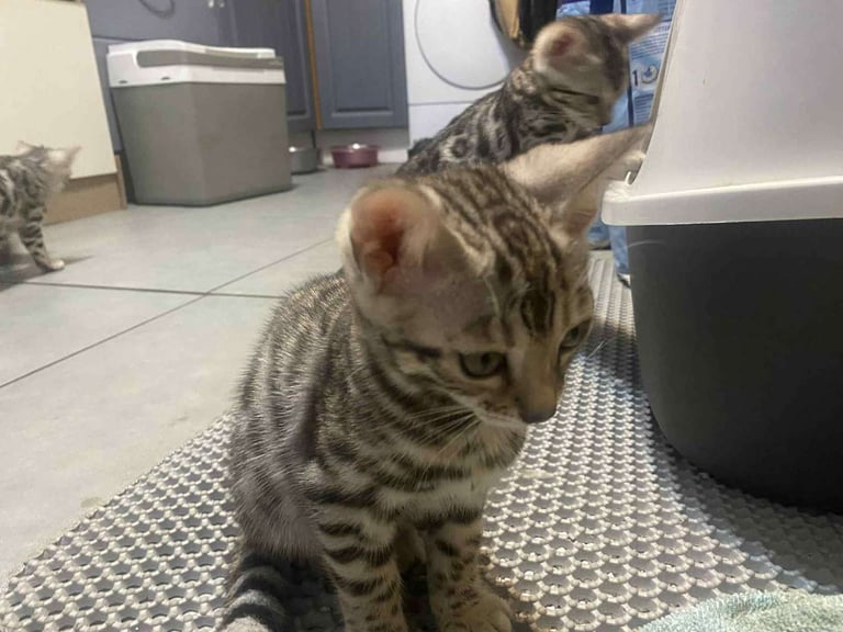 Silver bengals 