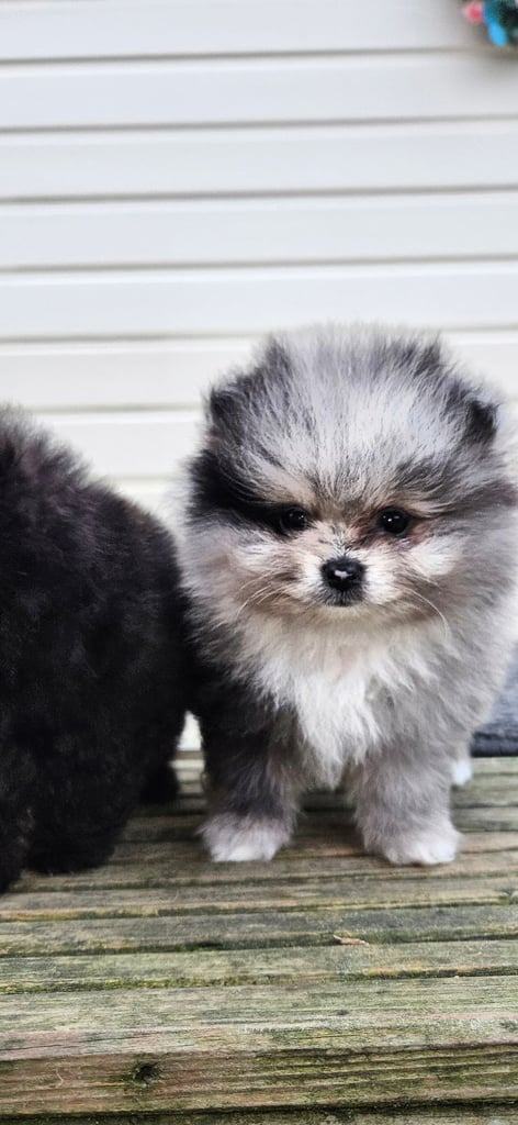 teacup pomeranian puppies 