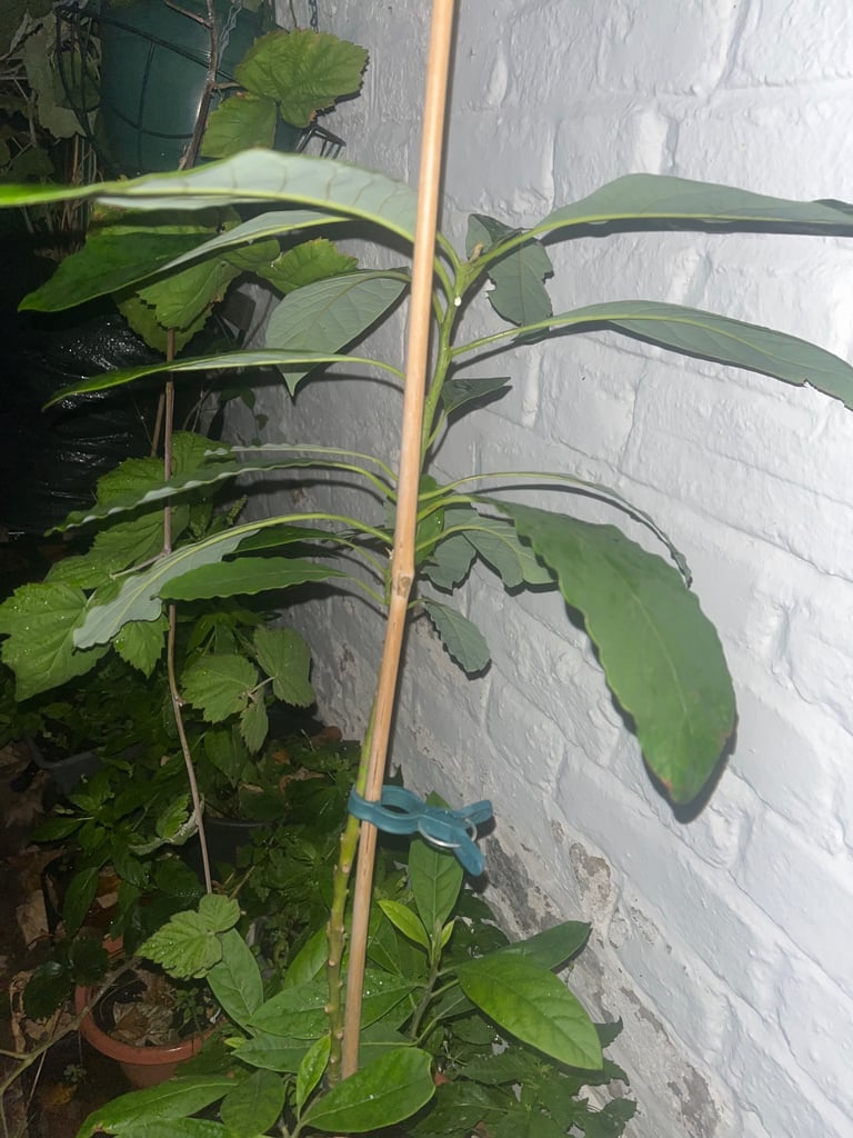 African organic avocado plant 