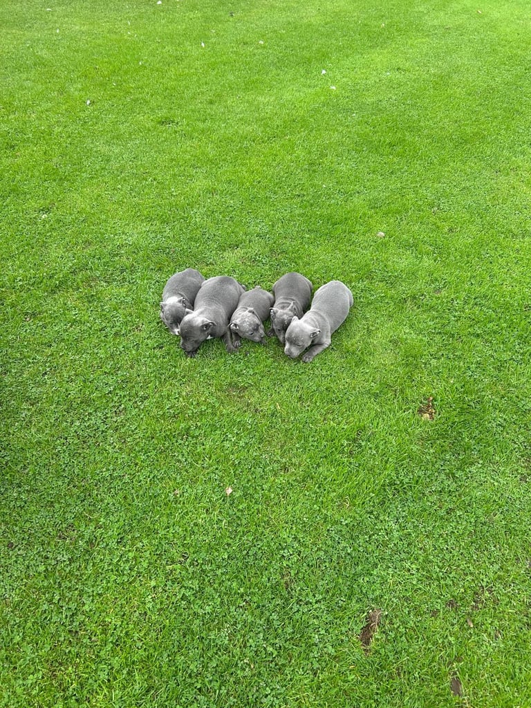 Blue Staffordshire Bull Terrier Puppies 