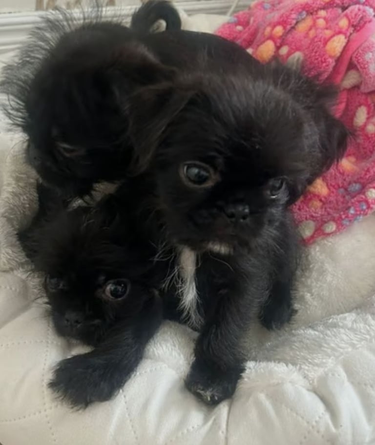 Shih tzu cross 
