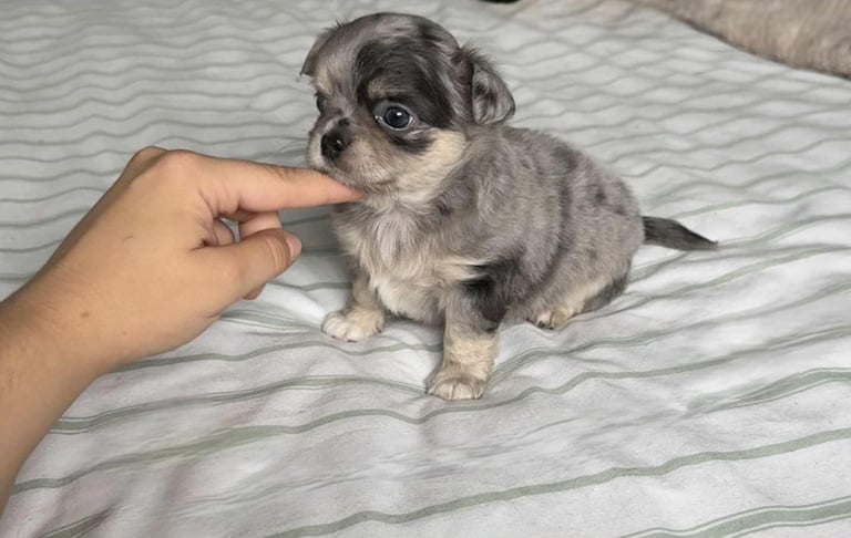 READY TO LEAVE SOON Blue Eye Merle, Tiny Longhair chihuahua 