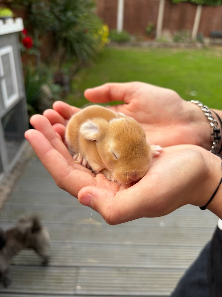 Baby bunnies for sale 