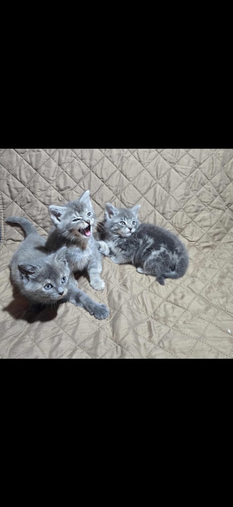 Beautiful British Shorthair x Siberian Kittens Ready Now