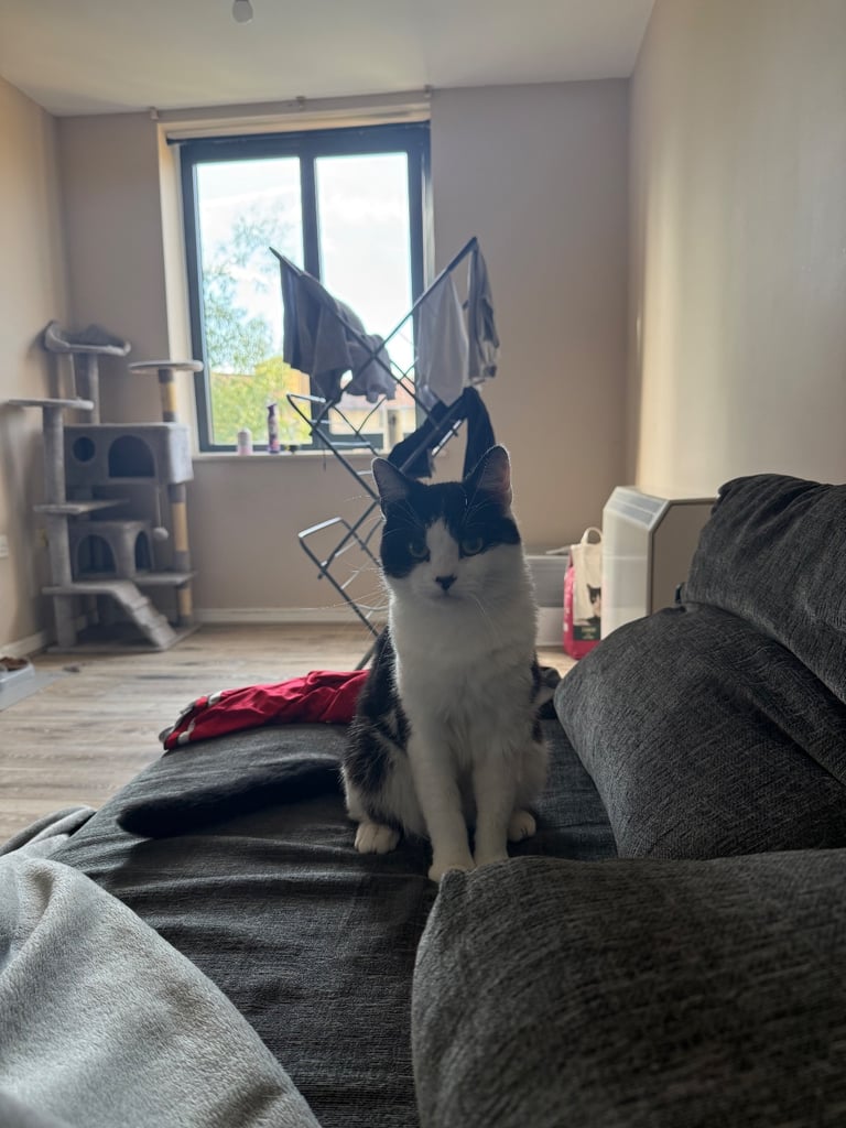 Cat for sale food toys carrier cat tree included 