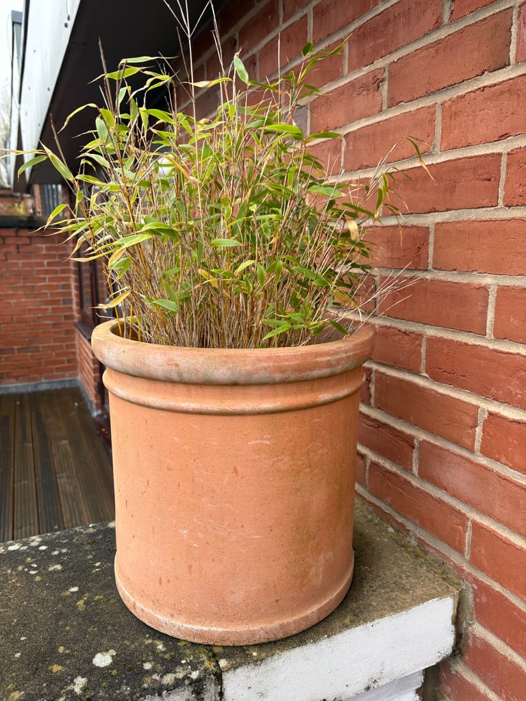 image for Bamboo in pots for sale