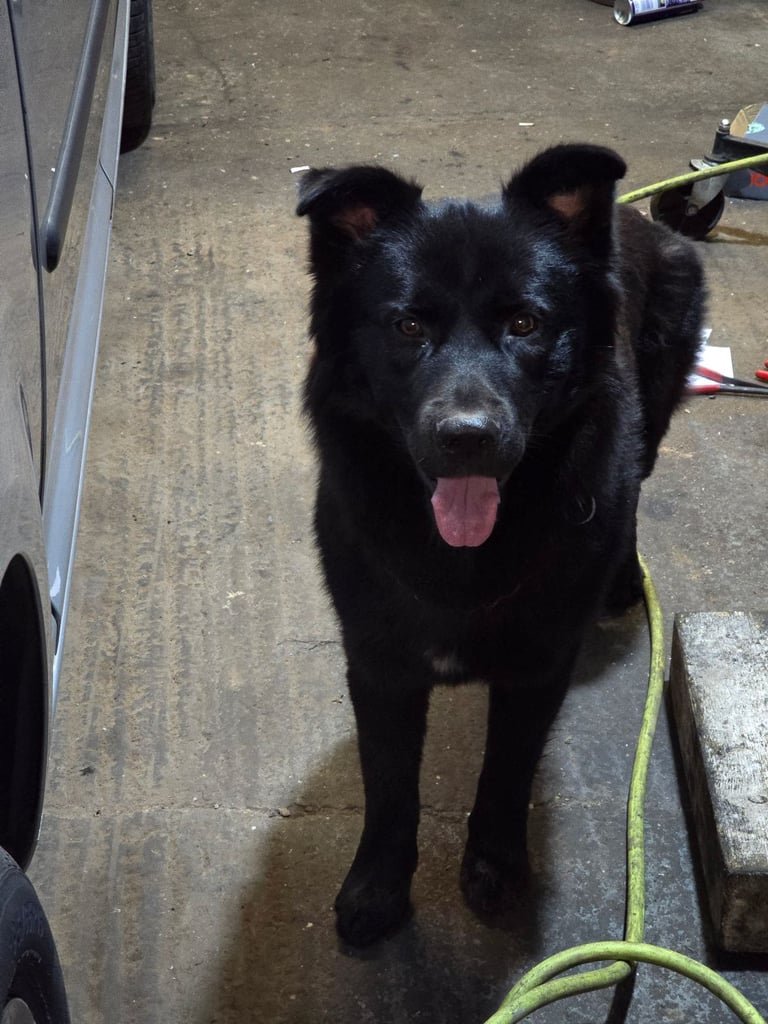 Husky cross malamute.18mths old great temperment