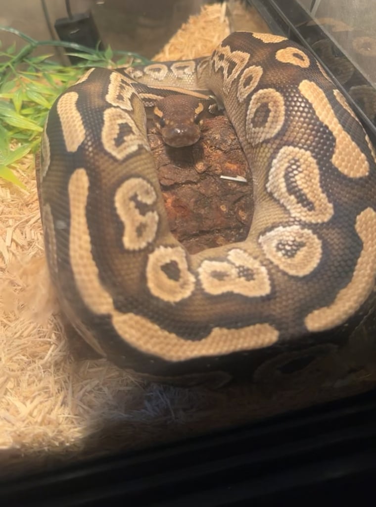 Ball Python looking for a home