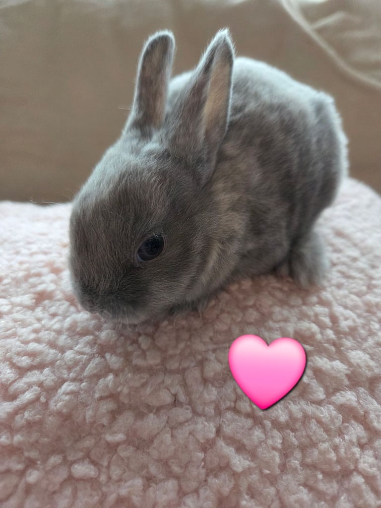 🐰 Beautiful mini rex babies 🐰
