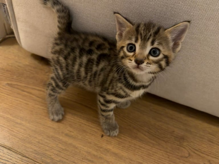 Bengal kittens