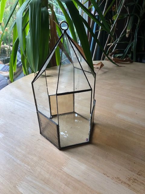 Vintage plant terrarium