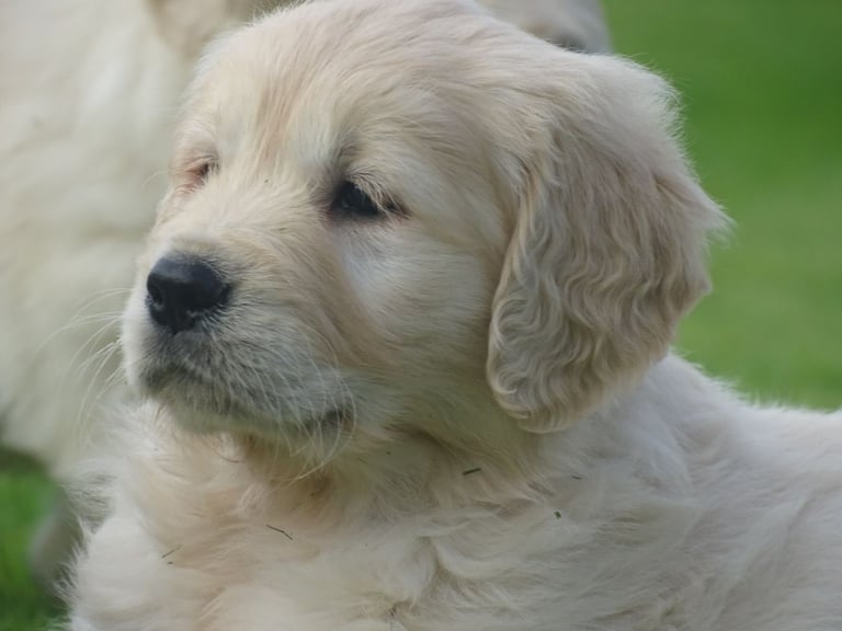 Registered Golden Retriever Pups