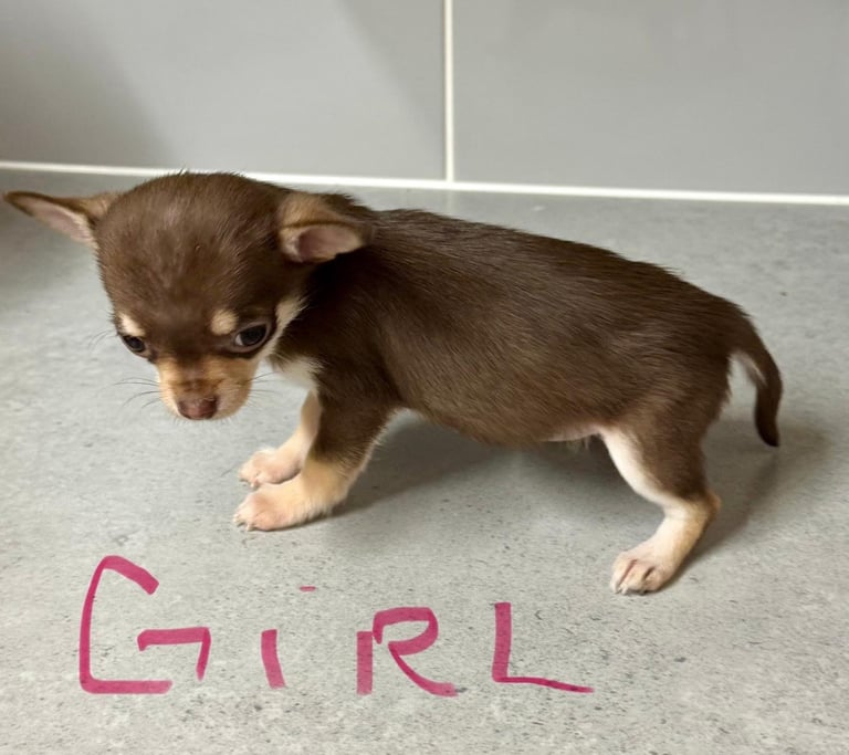  2 tiny female chihuahuas 