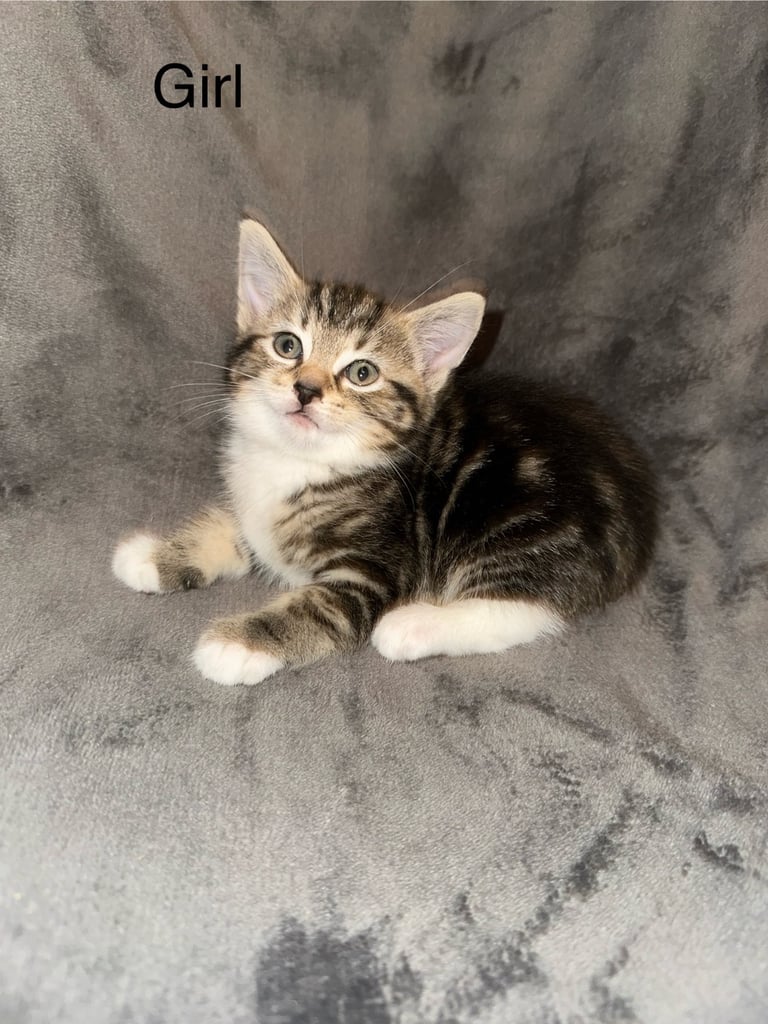Kittens 