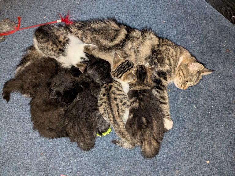 Maine Coon Cross Kittens 