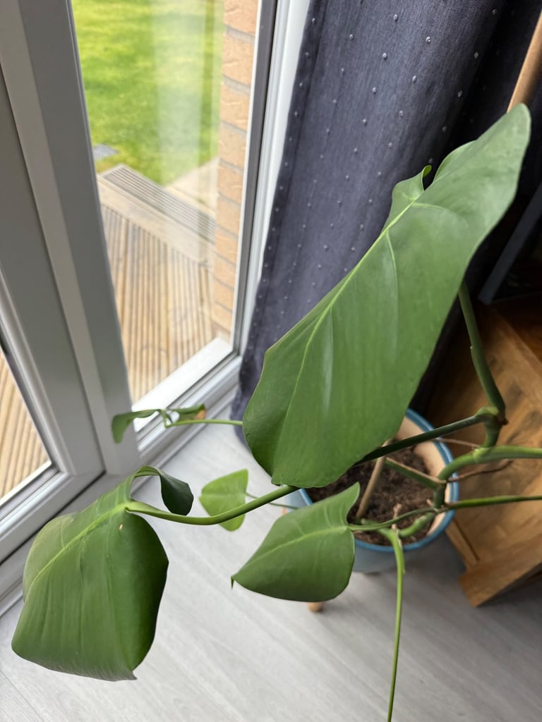 Monstera plant - blue pot 