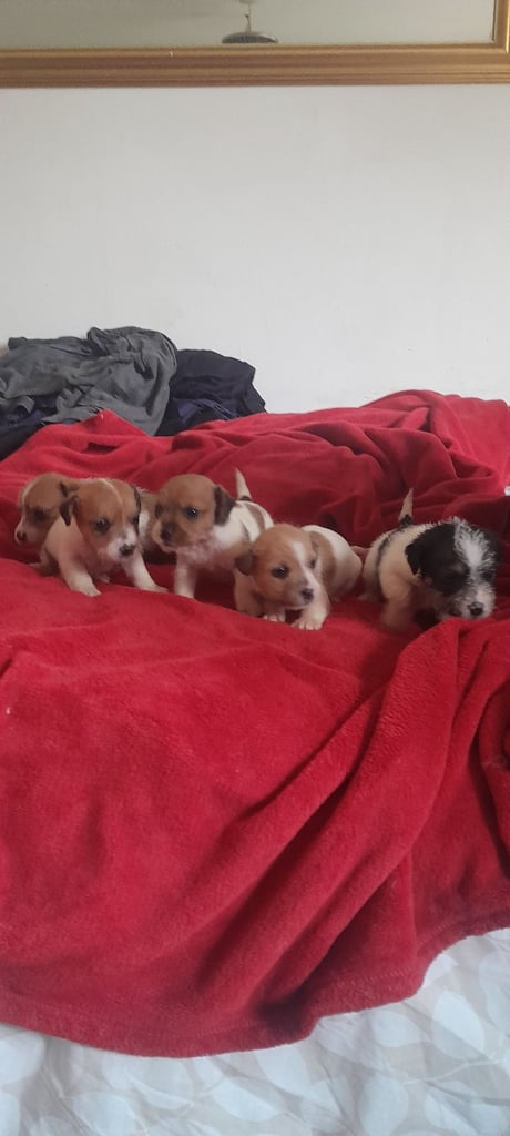 Jack russell puppies 