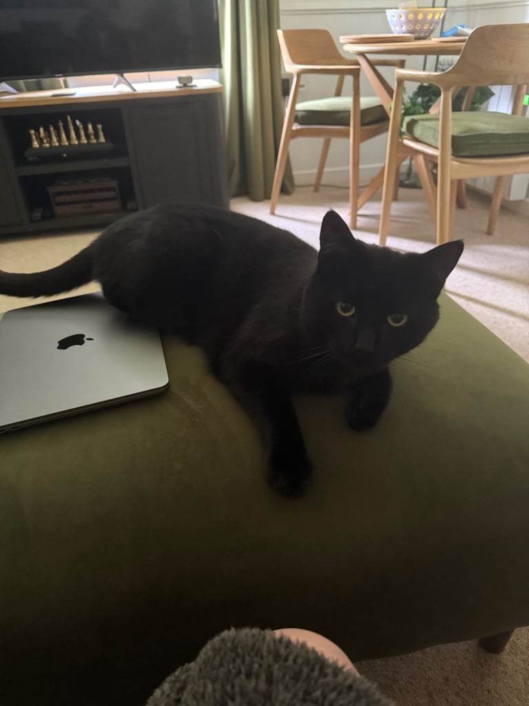 Bombay Cat