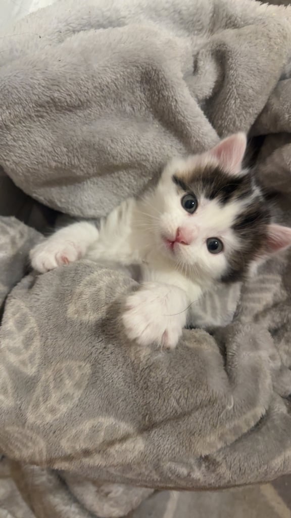 Kittens for sale 