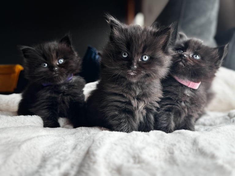 Ragcoon Kittens