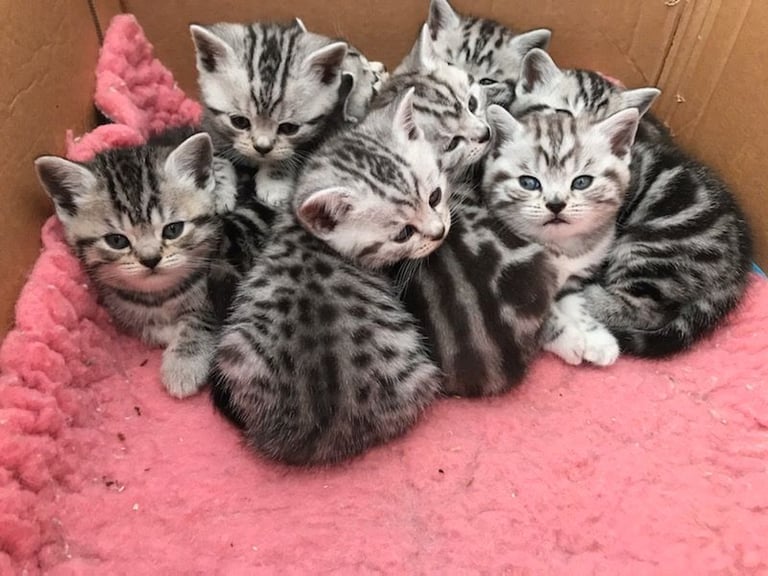 Beautiful Britishshorthair kittens