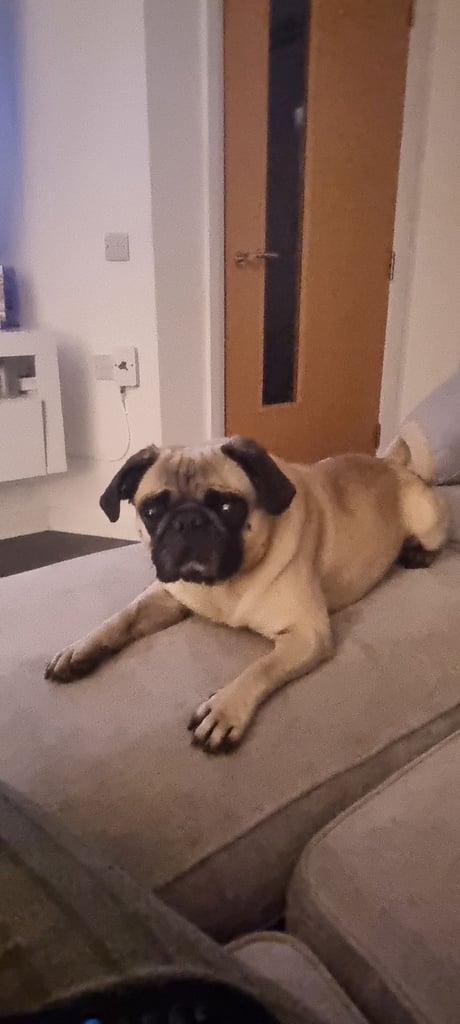 Male pug