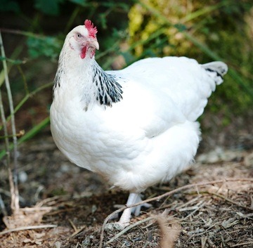 Chickens for sale. Point of lay hens | in Droitwich, Worcestershire ...