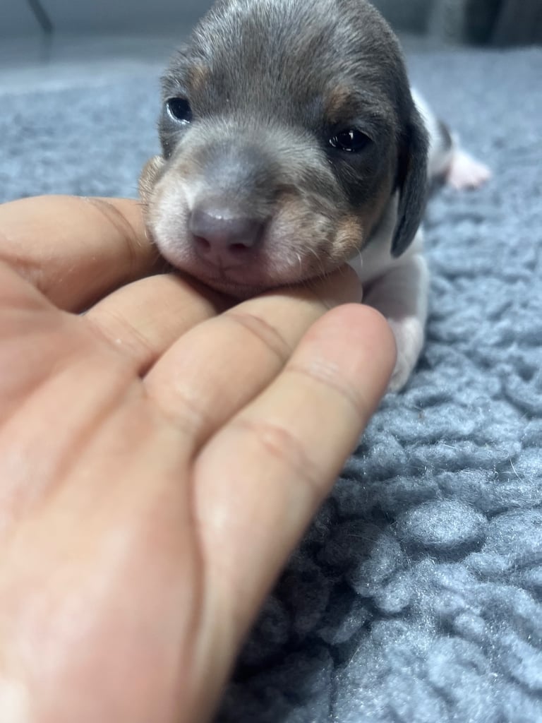 Miniature dachshunds