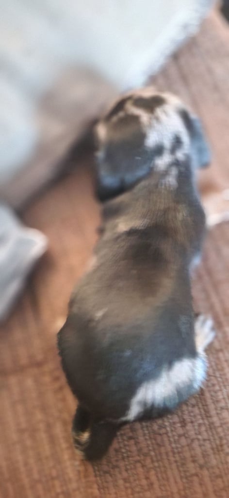 Dachsund puppies