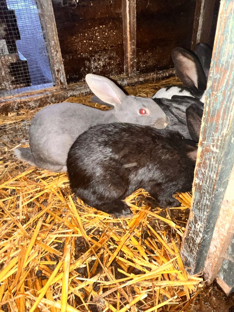 Rabbits for sale 