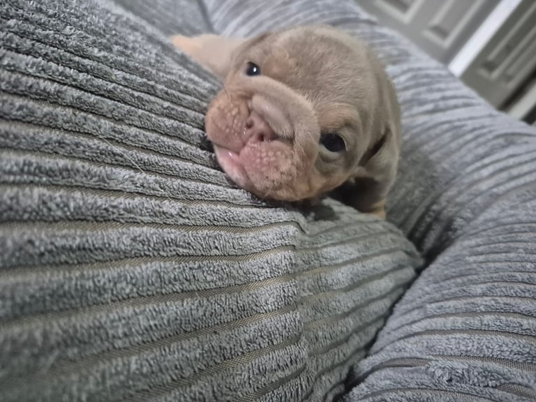 Beautiful Rainbow Litter Of New English Bulldog 