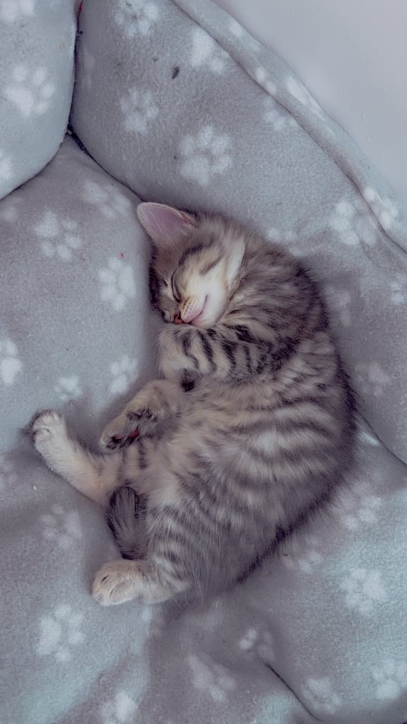2 kittens looking for forever home 