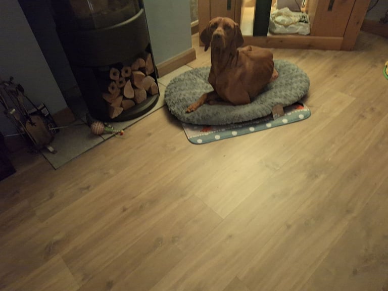 image for Hungarian vizsla 2 years old, fully vaccinated with papers