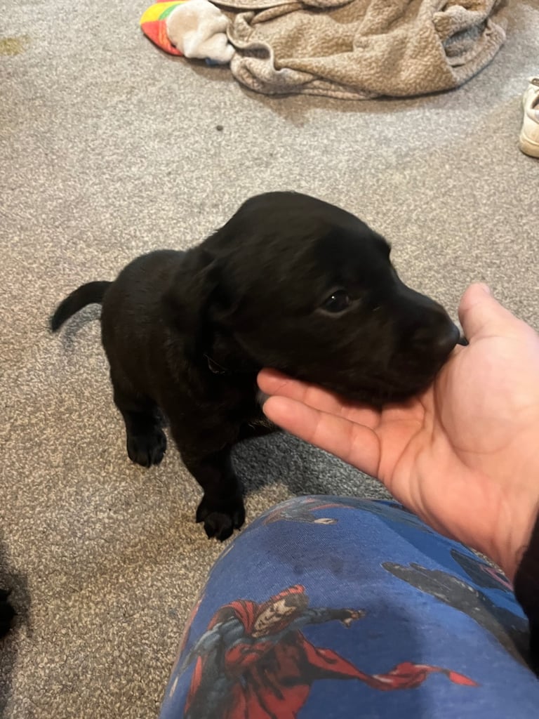 Chocolate lab(mum)x doberman/collie (dad) 