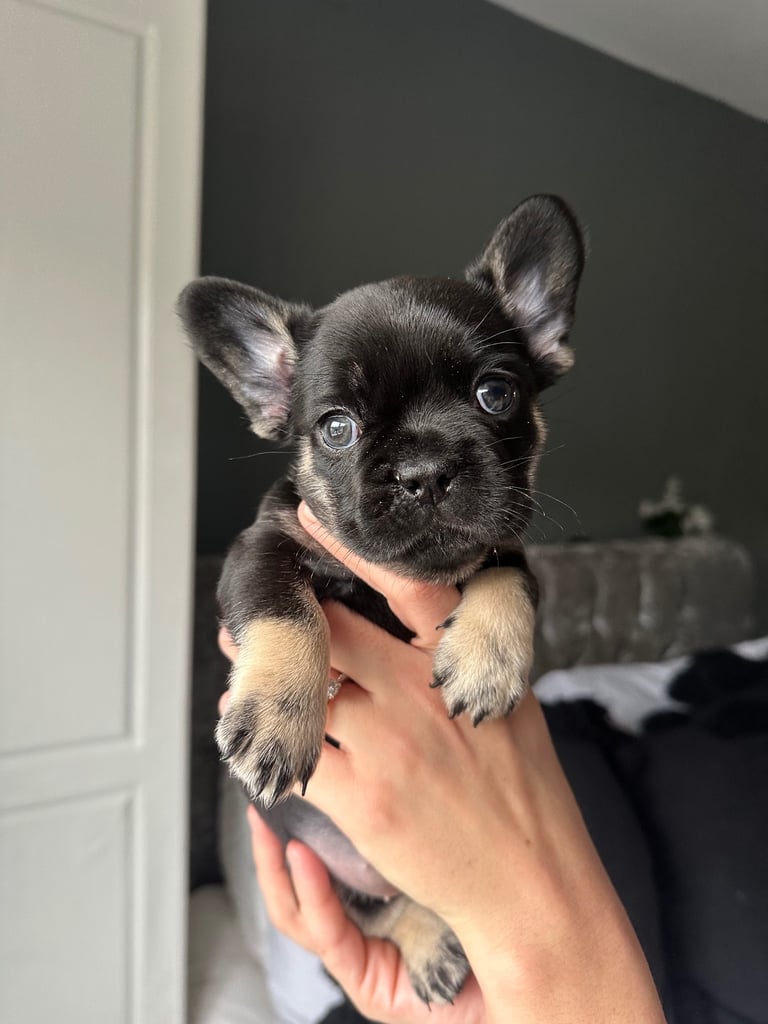 French bulldog puppy’s 