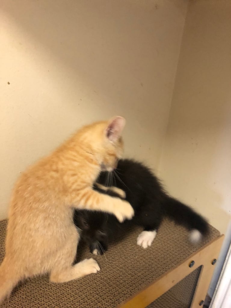 Kittens