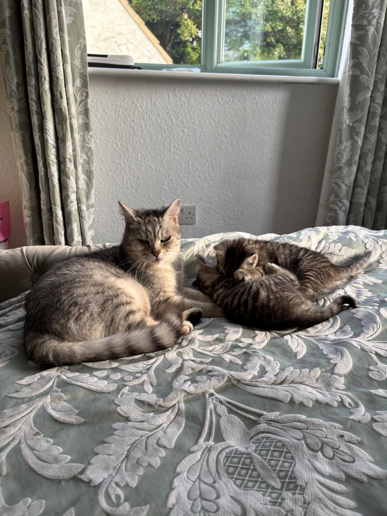 image for Silver tabby kittens