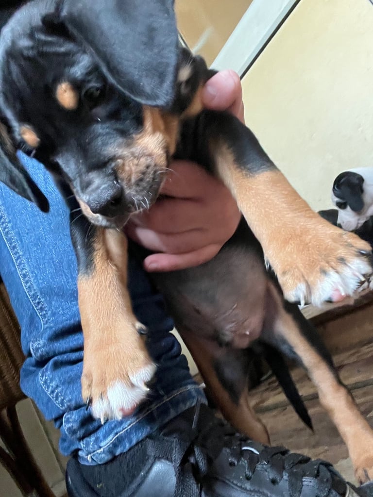 Old Tyme English Bulldog x Sproodle Puppy - Boy