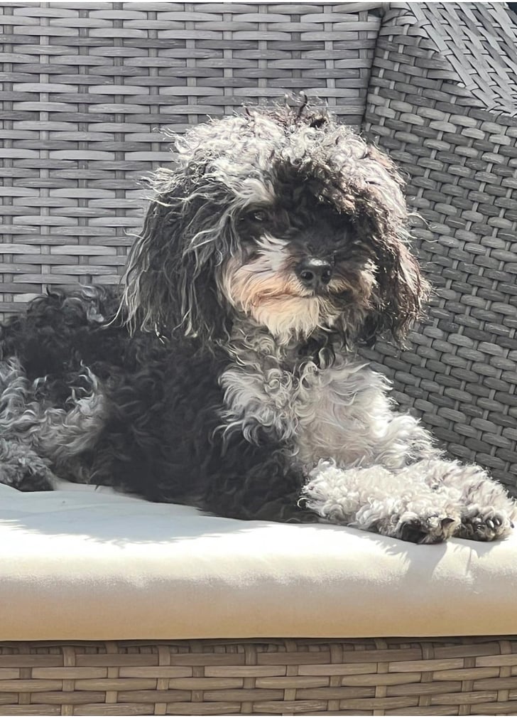 Poochon Toy poodle cross 