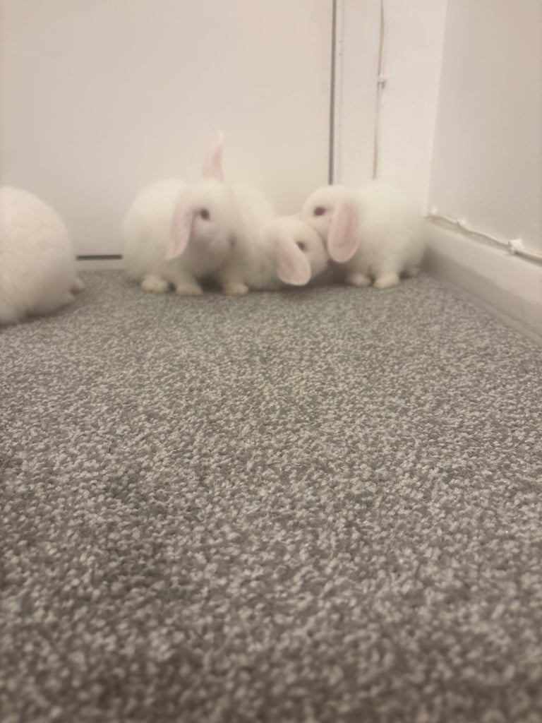 Adorable baby bunnies. 