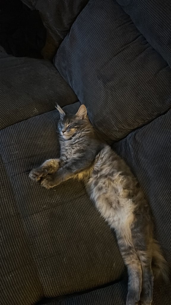 Male maine coon kitten 