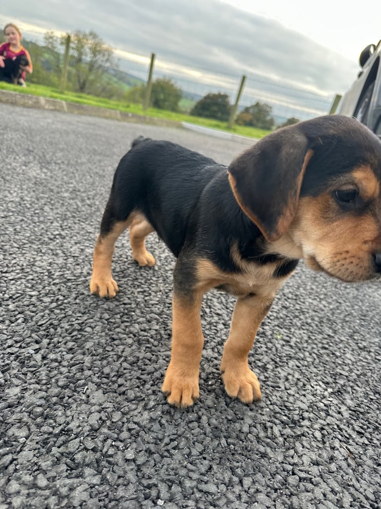 Golden retriever x red pointer(1 male pup left)