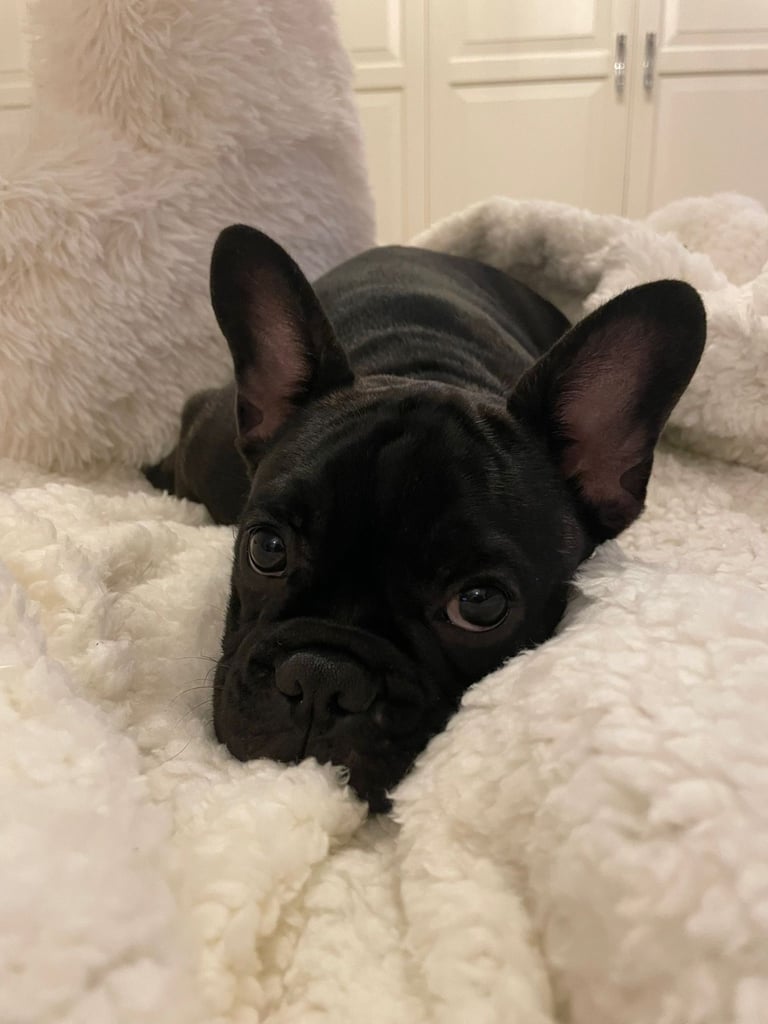 French bulldog 4 months 