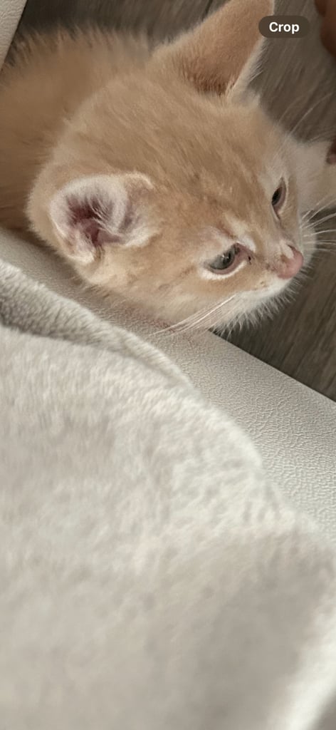 British shorthair kitten - Golden 