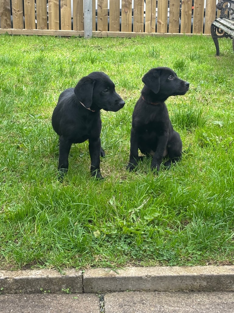 Labrador puppies 