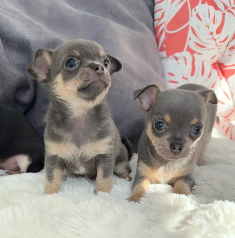 Beautiful chihuahua puppies ready now 